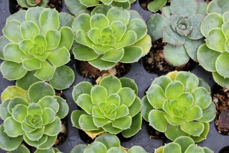 Gardening plant leaves