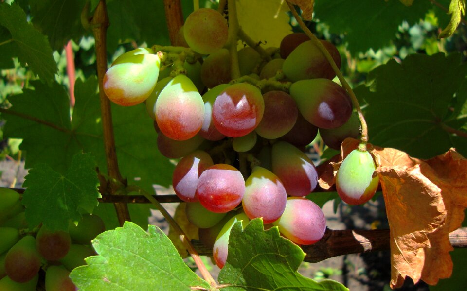 Dacha grapes gifts