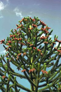 Chile fir shed fir snake tree