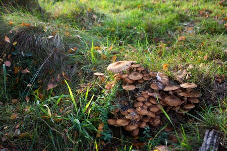 Mushrooming storm damage tree stump photo