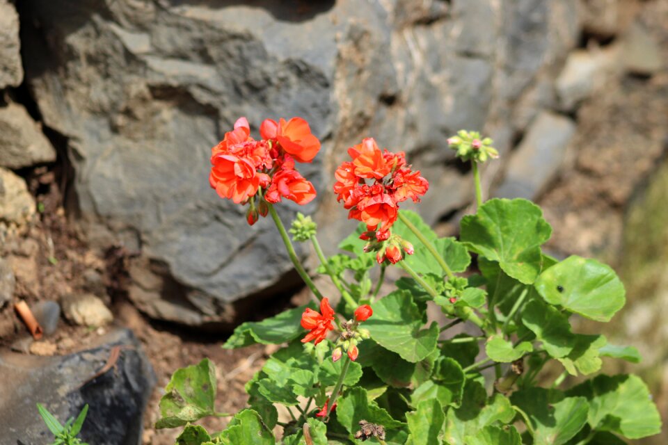 Flower nature beautiful