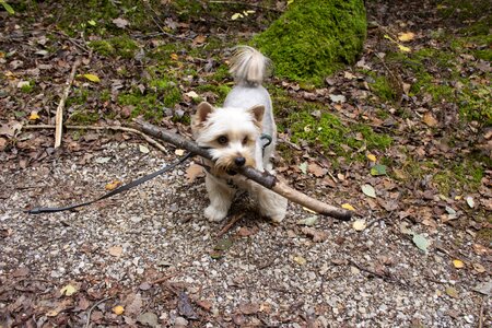 Cute enjoy playful
