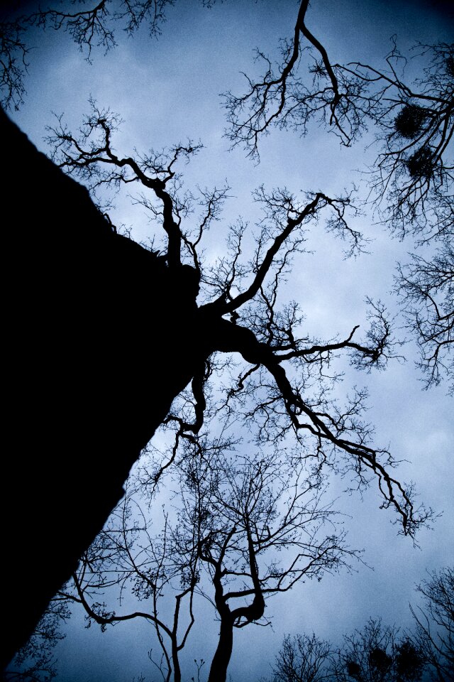 Forest tree dark