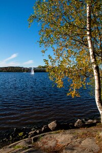 Finnish lake birch