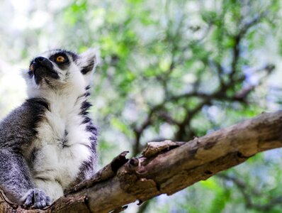 Zoo lemur mammals photo