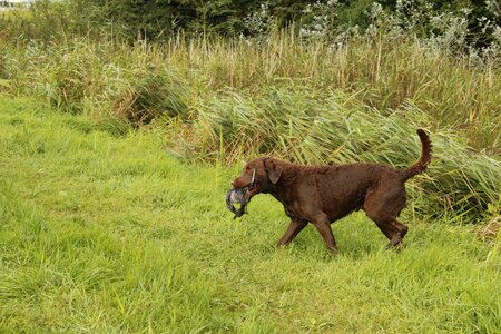 Dog hunting retrieving