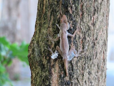 Shedding reptile