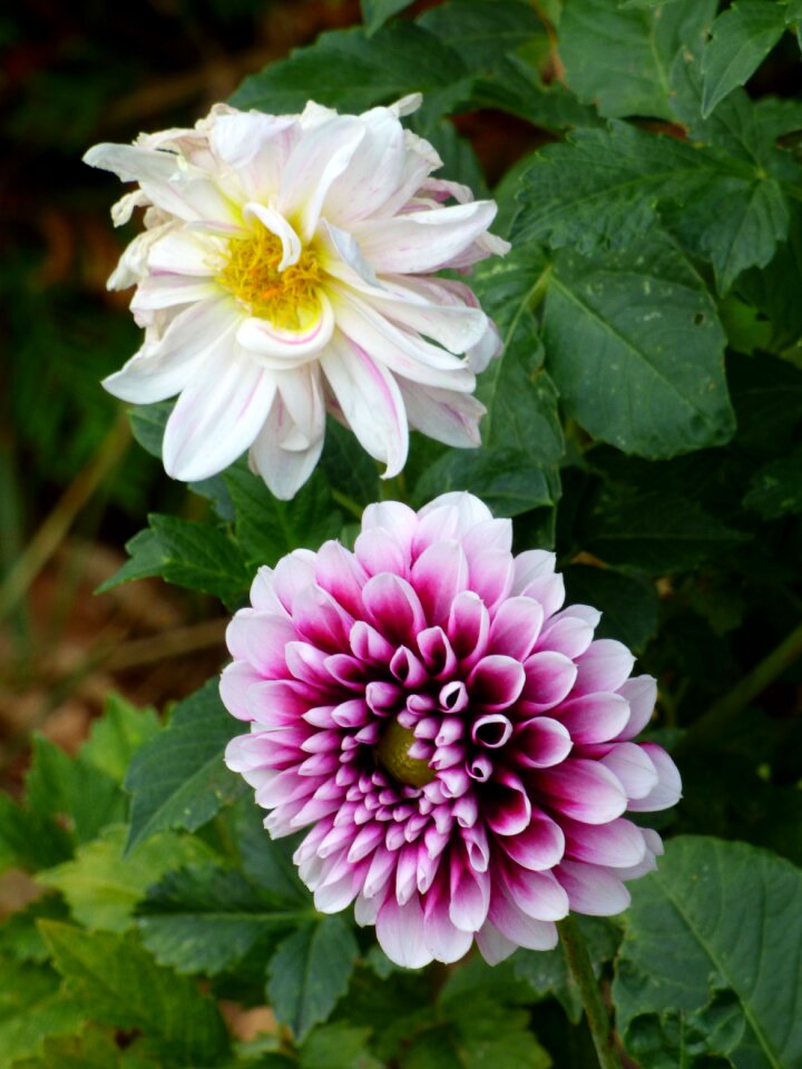 Nature petals violet