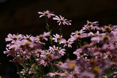 Plants wildflower fall flowers