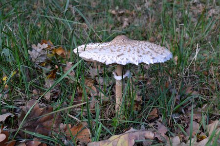 Nature in the fall nice