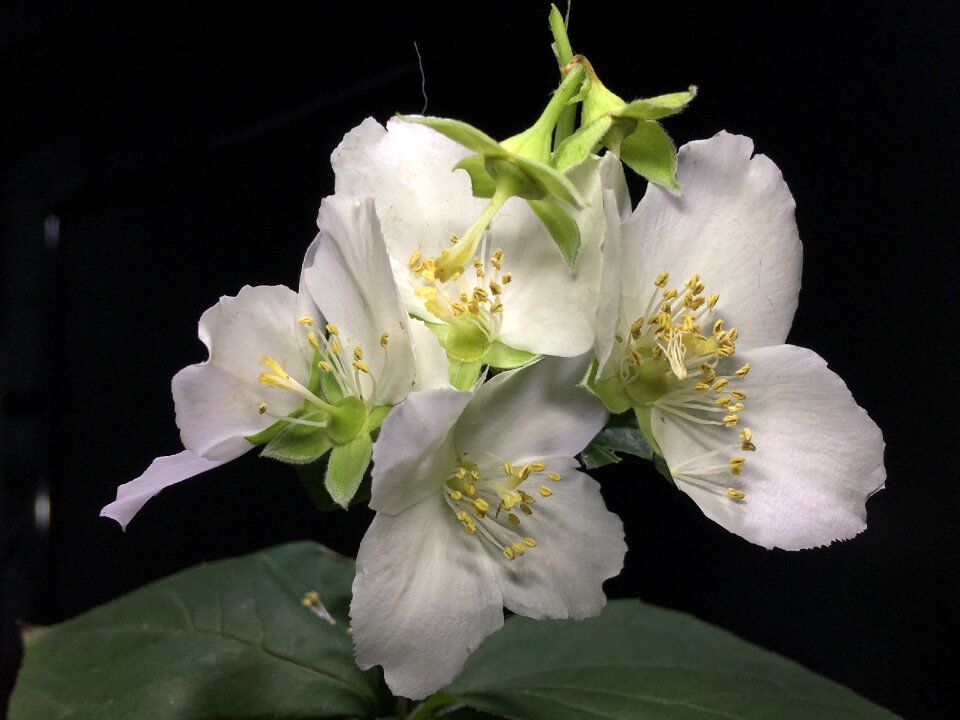 Flower plant white