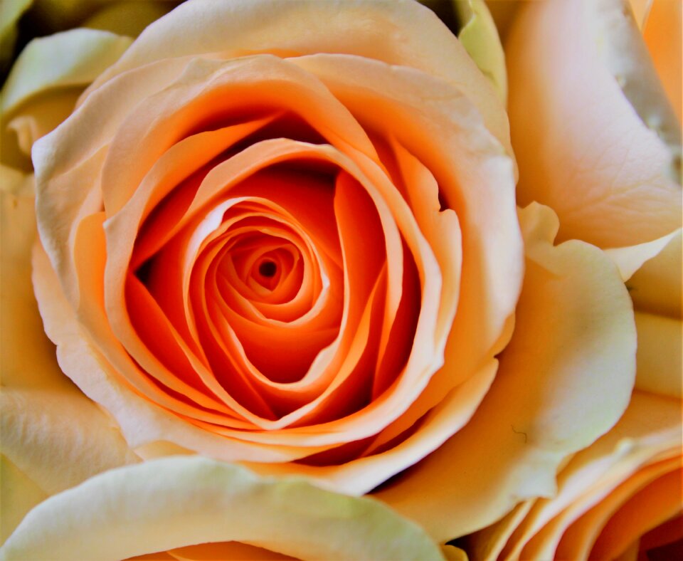 Pastel the roses bloom bloom