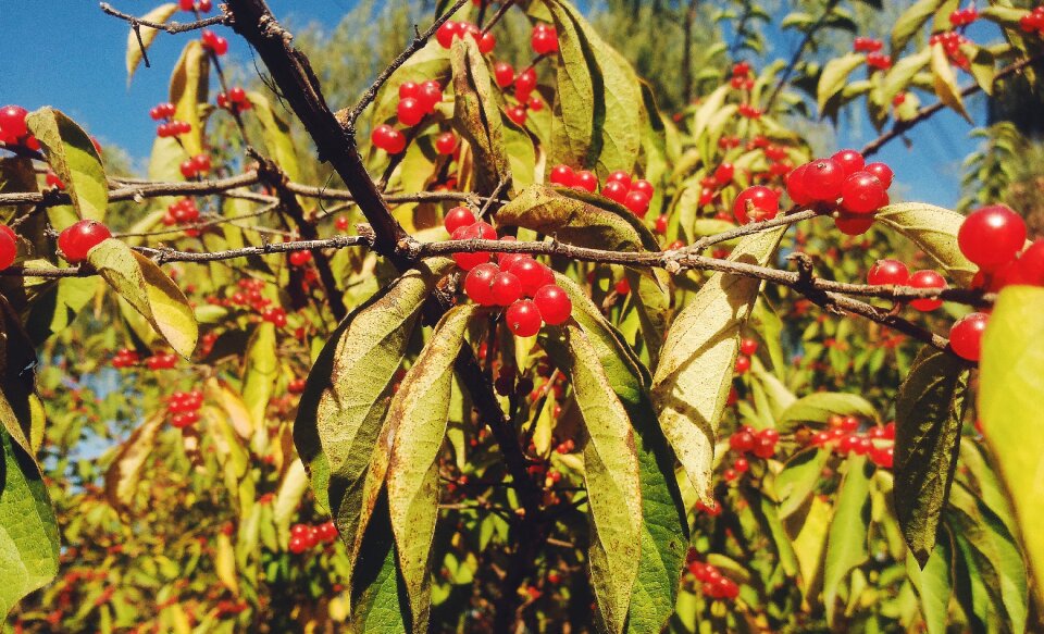 Fruit red green leaf