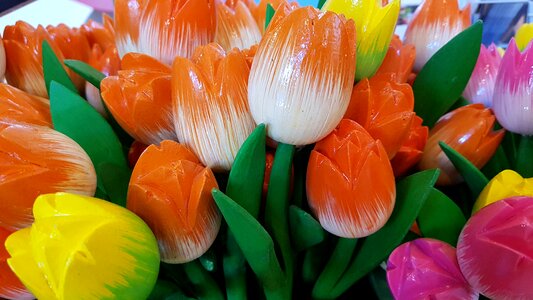 Holland netherlands tulips
