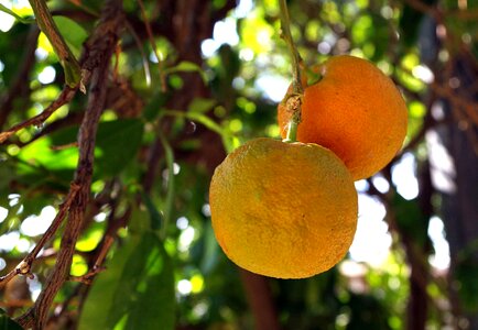Citrus fruits bio vitamins photo
