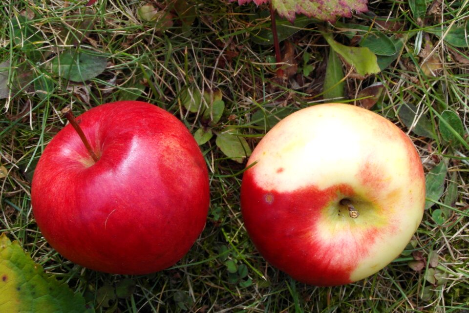 Apple garden bleeding