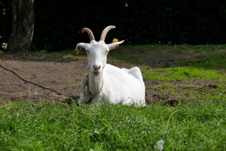 Goats horns farm photo