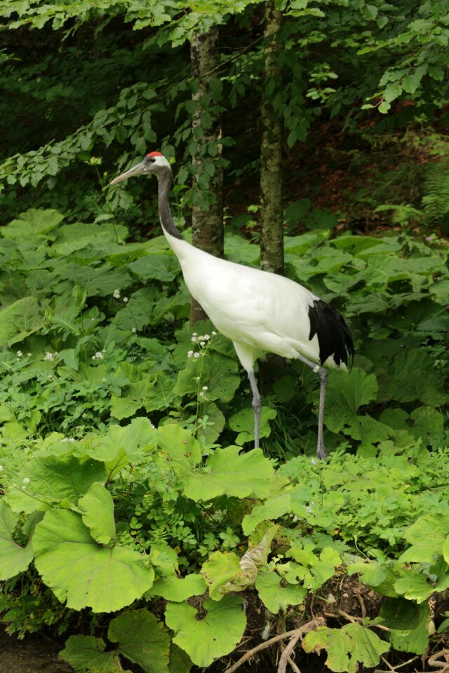Austria almtal zoo