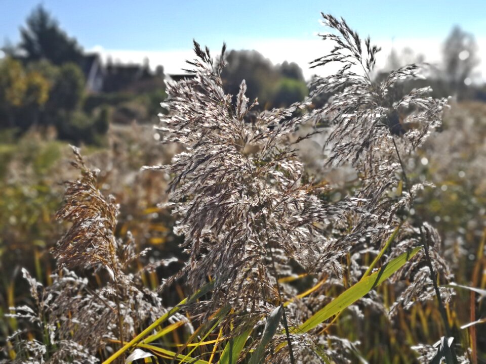 Reed plume reed atmosphere