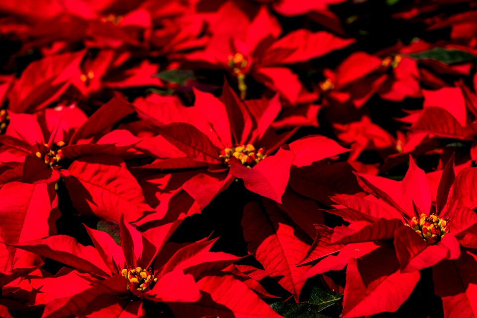 Christmas contrast flowers