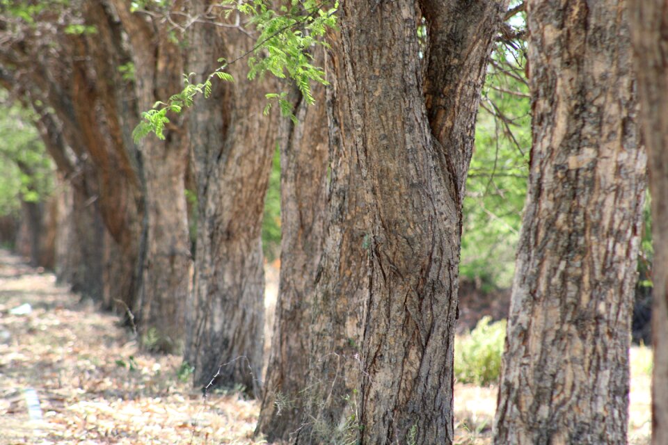 Trees forest green