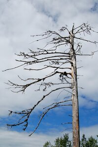 Dead plant wood gnarled photo