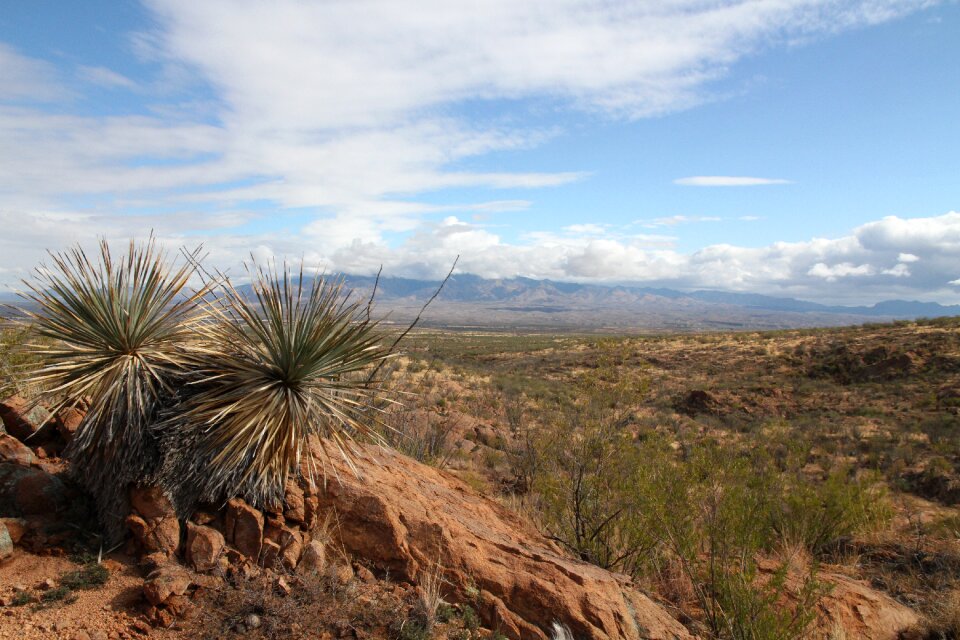 Cacti cactus southwest photo