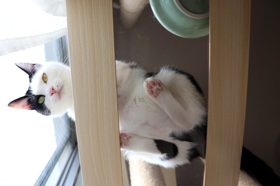 The face of the cat pet predators