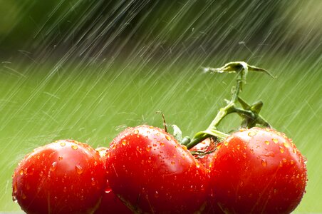 Fresh rain ripe