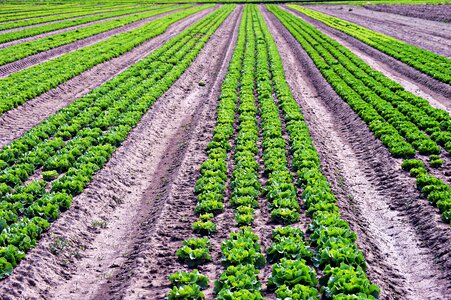 Field salad box green photo