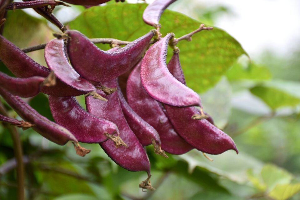 Seeds leguminous cassia