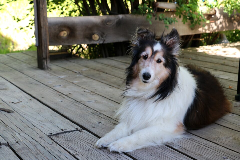 Animal pup canine