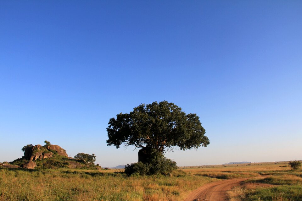 Still safari vacations