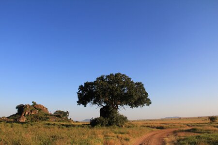 Still safari vacations