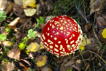 Spotted toxic autumn