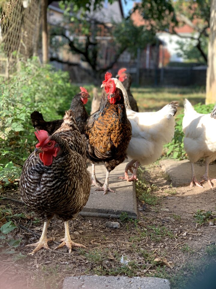 Chicken poultry stall
