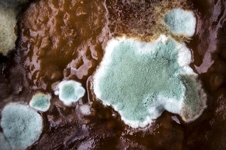Spores schimmelpilz food