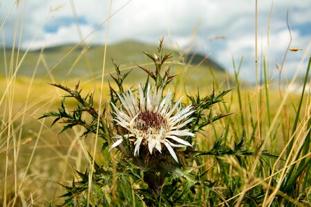Thistle nature abruzzo