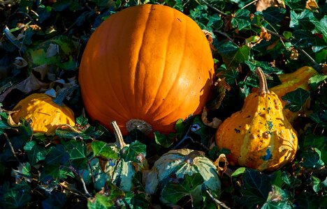 Decorative squashes harvest orange