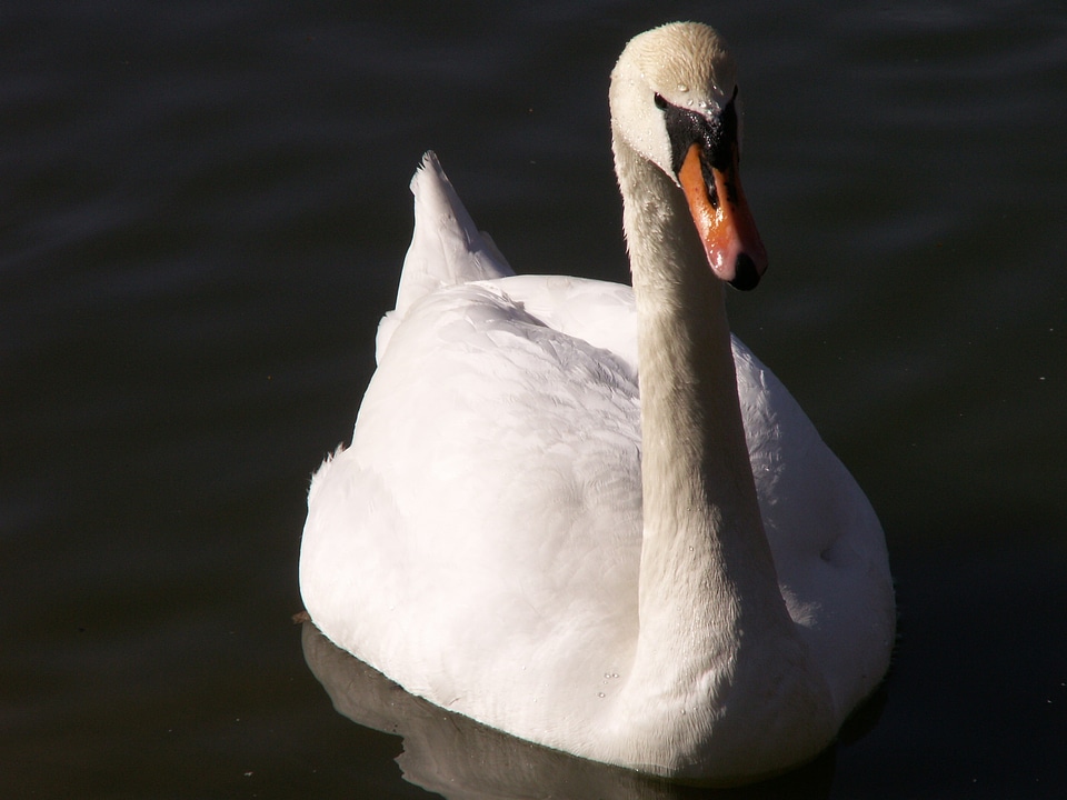 Water bird gooseneck swans
