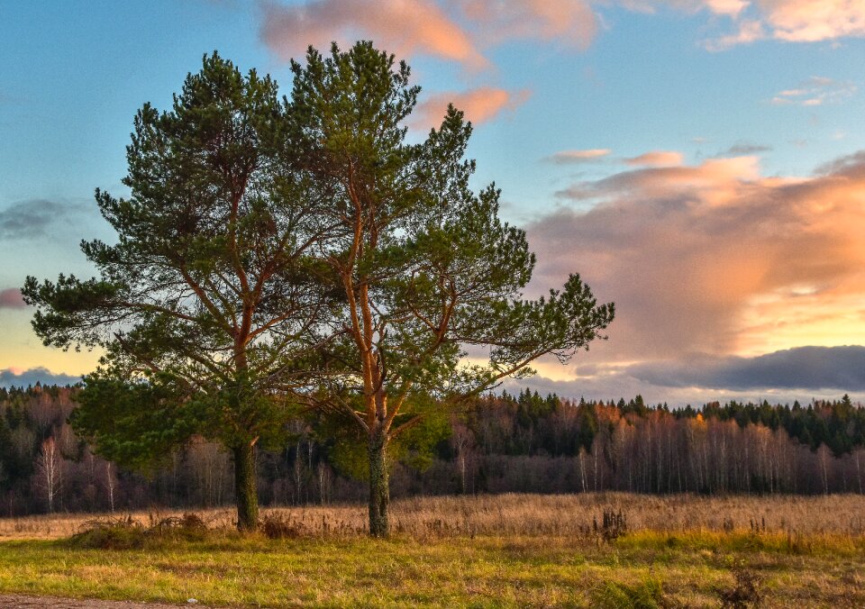 Trees evening sunset