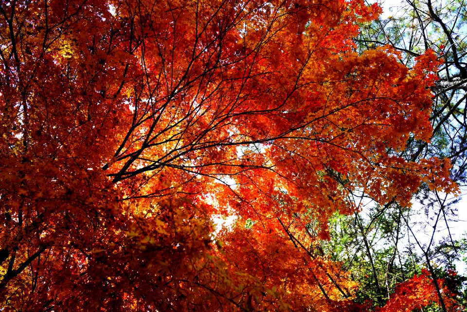 Scenery forest autumn leaves
