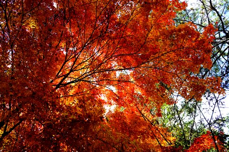 Scenery forest autumn leaves photo