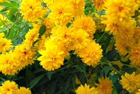 Yellow flowers garden photo