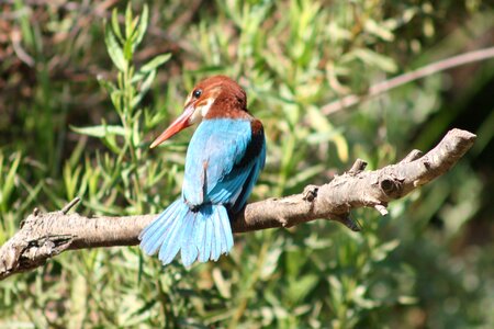 Nature halcyon smyrnensis