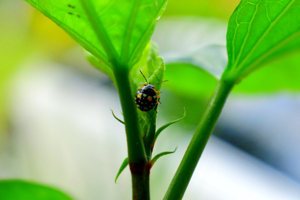 Flora garden ladybug