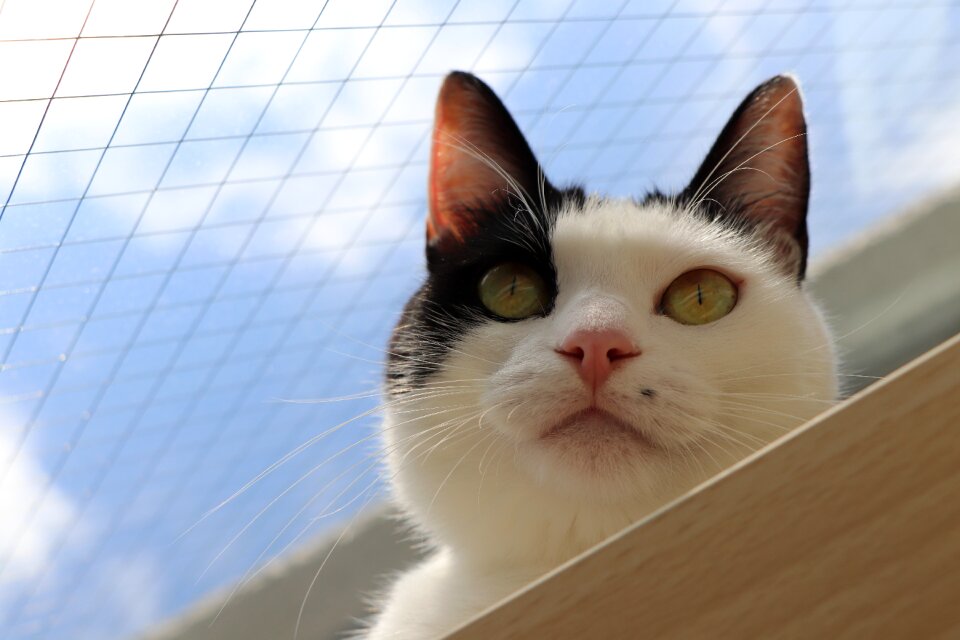 The face of the cat pet predators