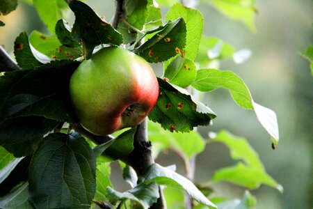 Green nature the tree photo