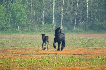 Fell pony pony foal
