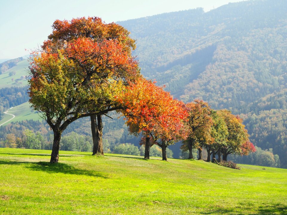 Autumn mood autumn colours trees